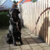 Hundeleine Leder 1m braun-schwarz mit Hund 2