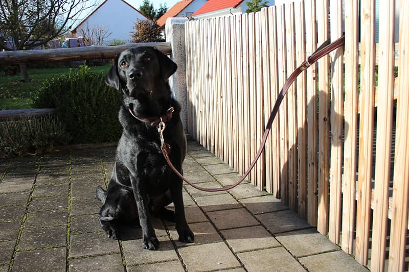 Hundeleine Leder 1m braun-schwarz mit Hund 2