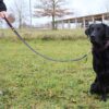 Hundeleine Leder 1m schwarz-rot mit Hund1