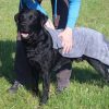 Hundenhandtuch grau im Gebrauch 2