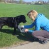 Schmutztuch Hundehandtuch in Aktion 2