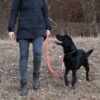 Hundeleine große Hunde reflektierend orange 2m 3-fach verstellbar aktiv 3