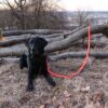 Hundeleine große Hunde reflektierend orange 2m 3-fach verstellbar aktiv