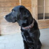 Leder Hundehalsband verstellbar braun-schwarz am Hund 2