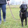 Leder Hundehalsband verstellbar braun-schwarz am Hund