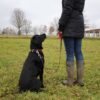 Leder Hundehalsband verstellbar schwarz-rot mit zugehöriger Lederleine