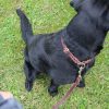 Trainingsleine Leder 1m mit Halsung aus Leder