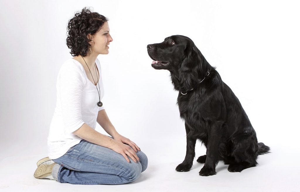 Wie lernen Hunde