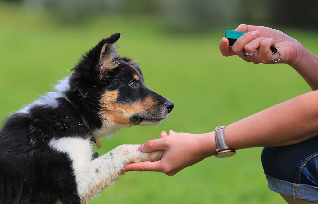 Clickertraining