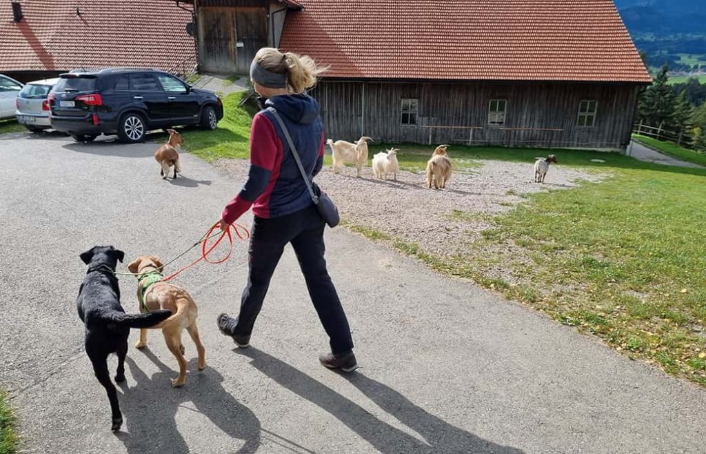 Knigge für Hundebesitzer