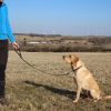 Hundeleine große Hunde Leder 1m schwarz mit Hund 3