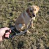 Hundeleine große Hunde Leder 1m schwarz am Hund