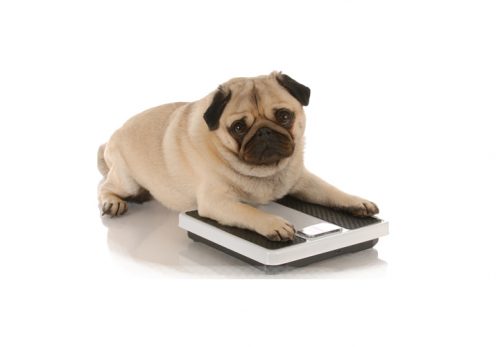 Fettleibigkeit beim Hund