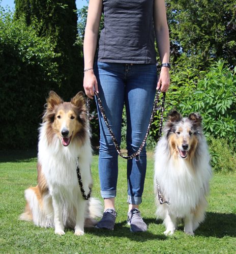Hunde-Erziehung