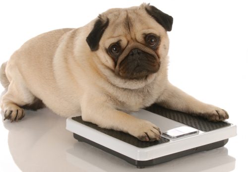 Fettleibigkeit beim Hund 2