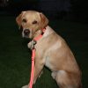 Nylon-Hundehalsband reflektierend stufenlos verstellbar 38cm bis 55 cm in der Praxis mit Leine