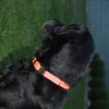 Nylon-Hundehalsband reflektierend stufenlos verstellbar 38cm bis 55 cm in der Praxis